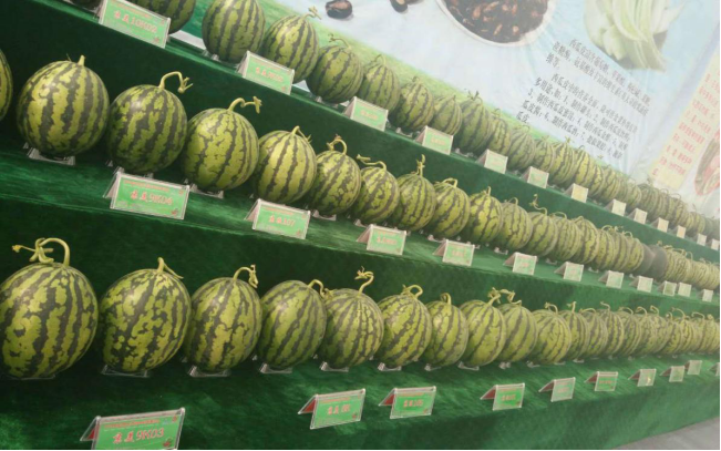 2019中国（昌乐）西甜瓜科技博览会开幕337.png